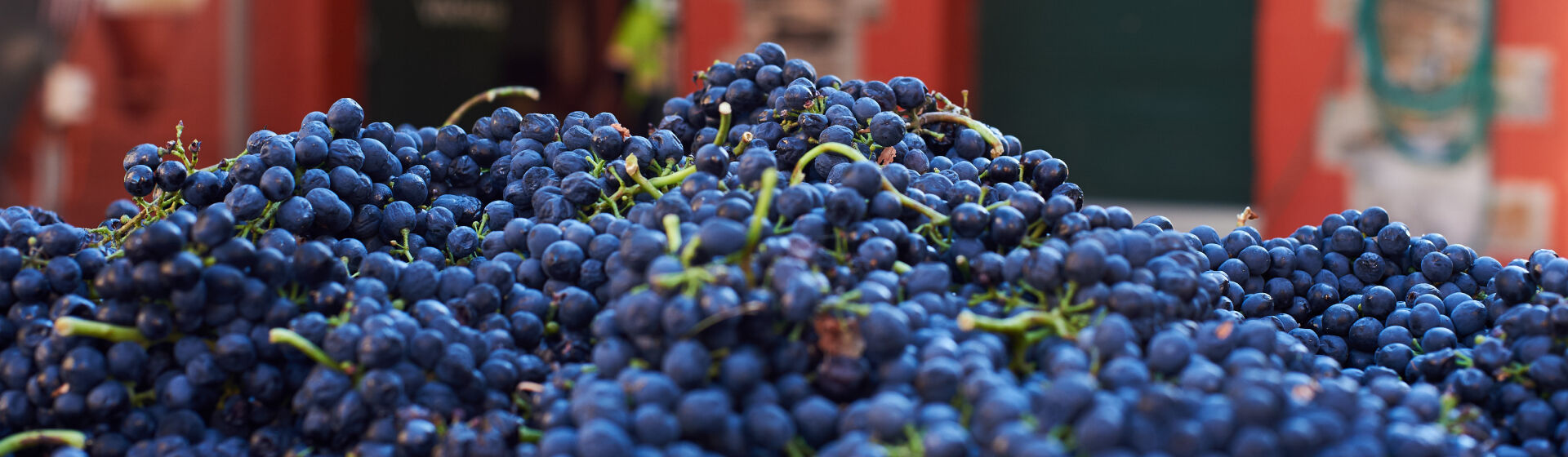 Magill Estate Grapes